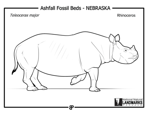 Prehistoric Rhinoceros   Teleoceras Major Coloring Page